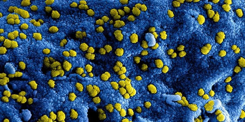 Update coronavirus en activiteiten KNZB